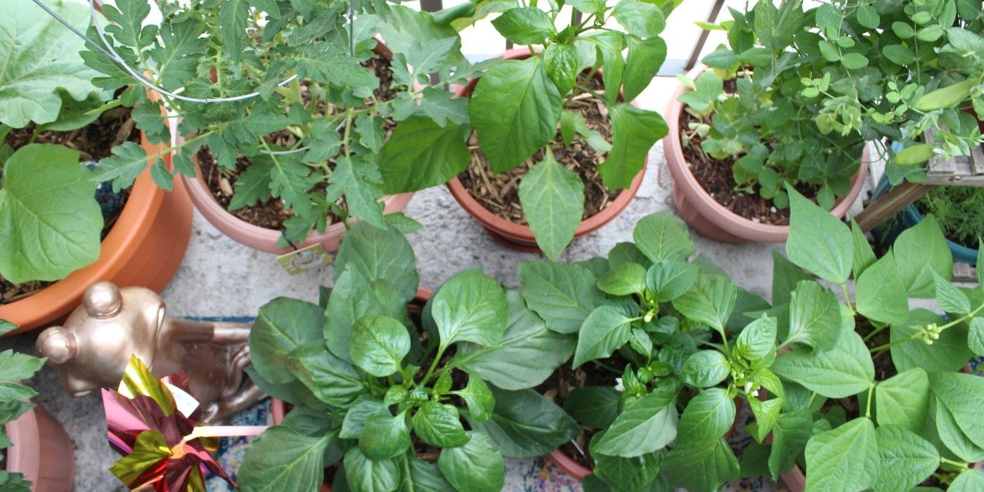 How To Protect Container Plants During Extreme Heat