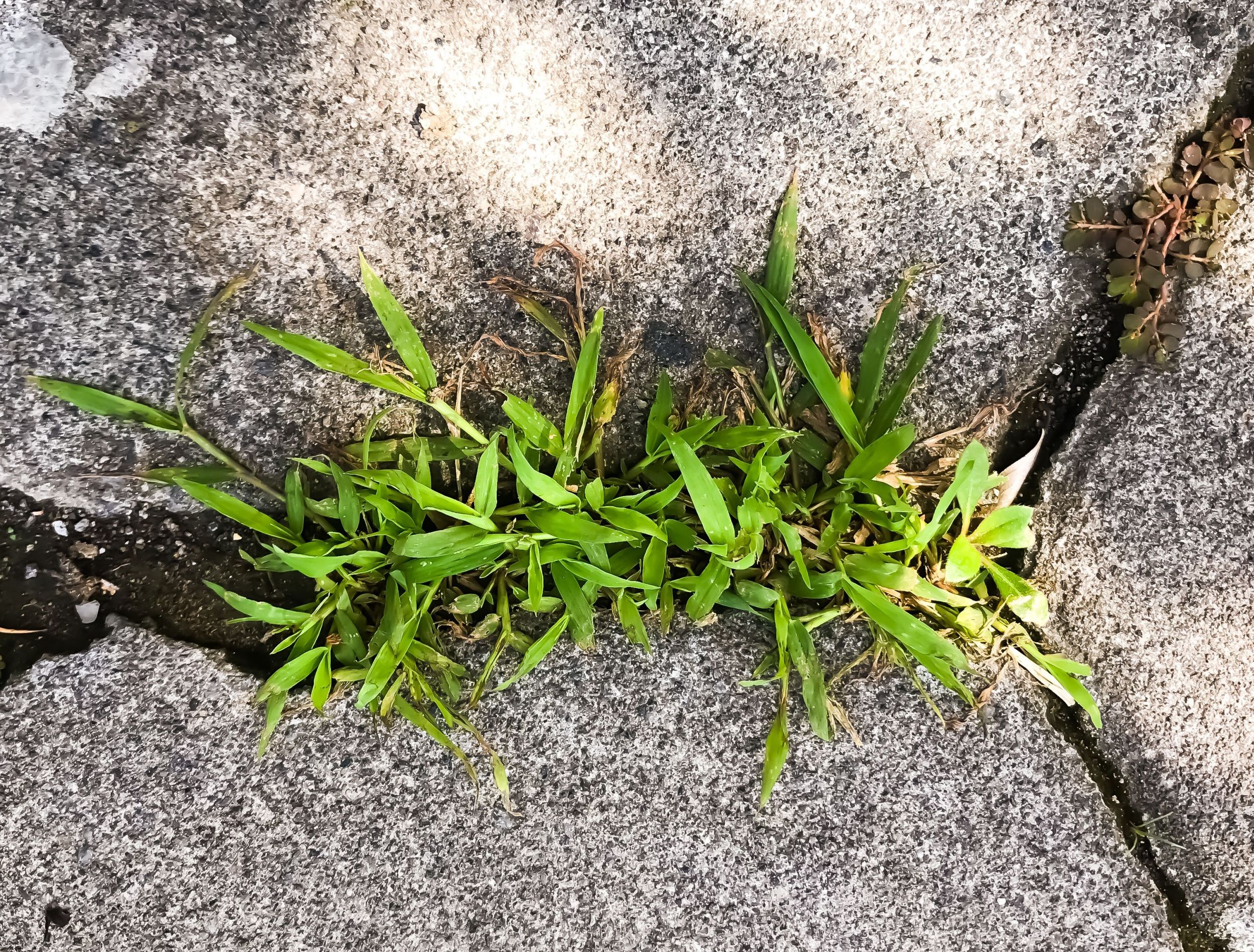 crabgrass growing in cement