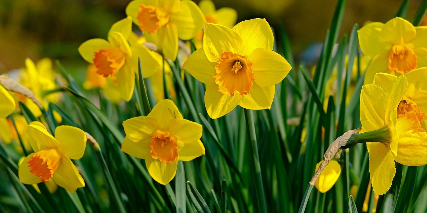 Plant These Early Blooming Spring Flowers Now