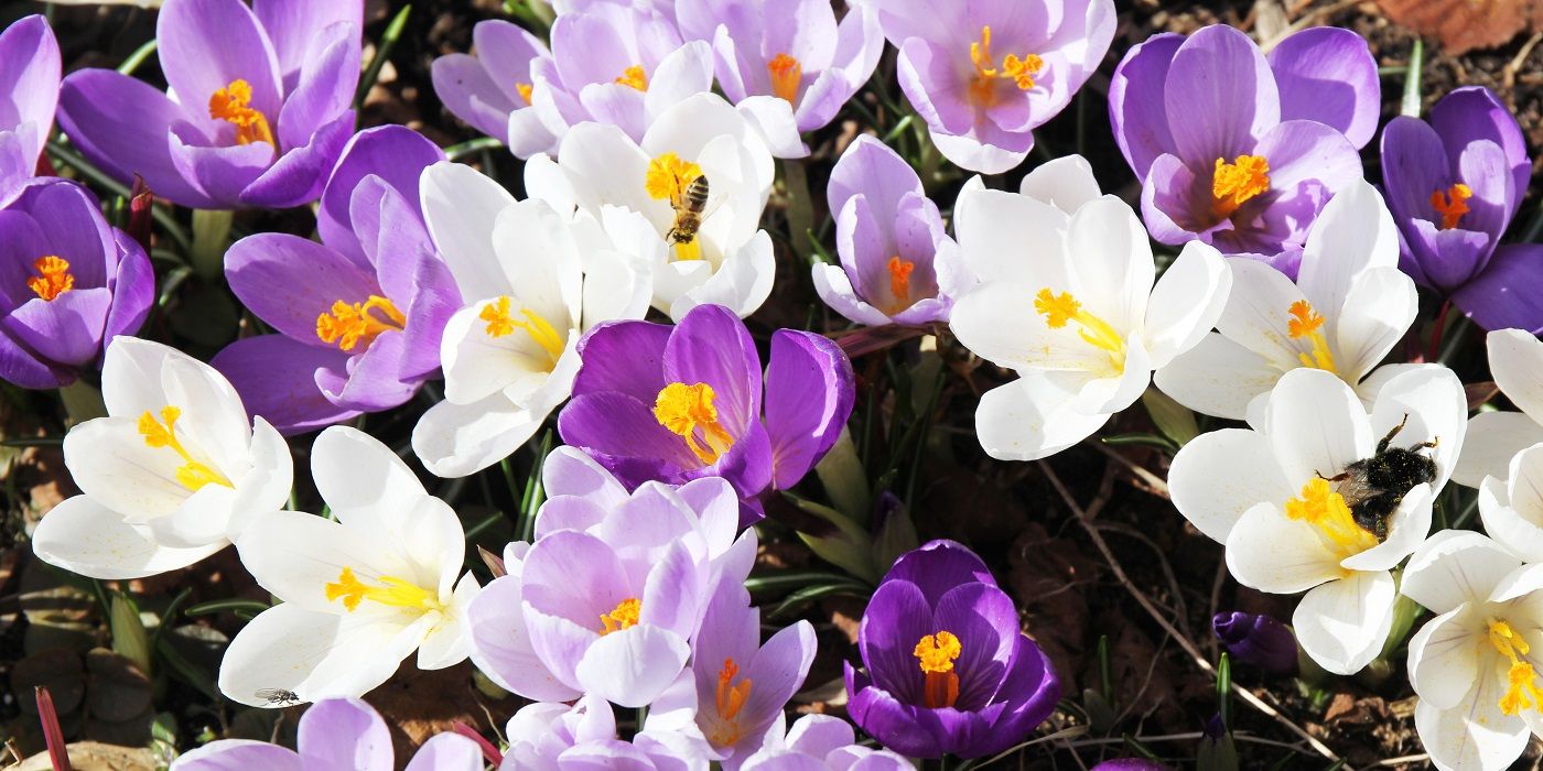 Hanging Baskets Are a Fun Winter DIY Project to Try