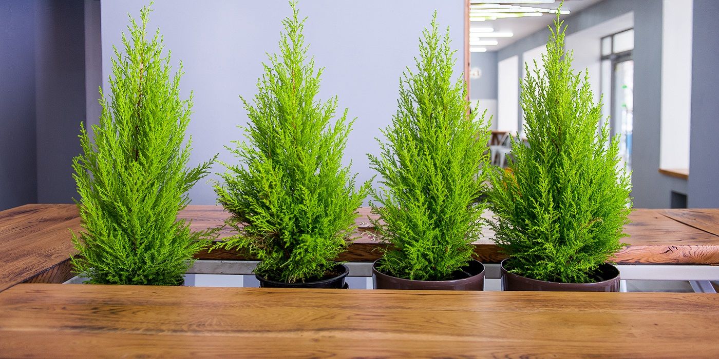 Evergreen planters in a row