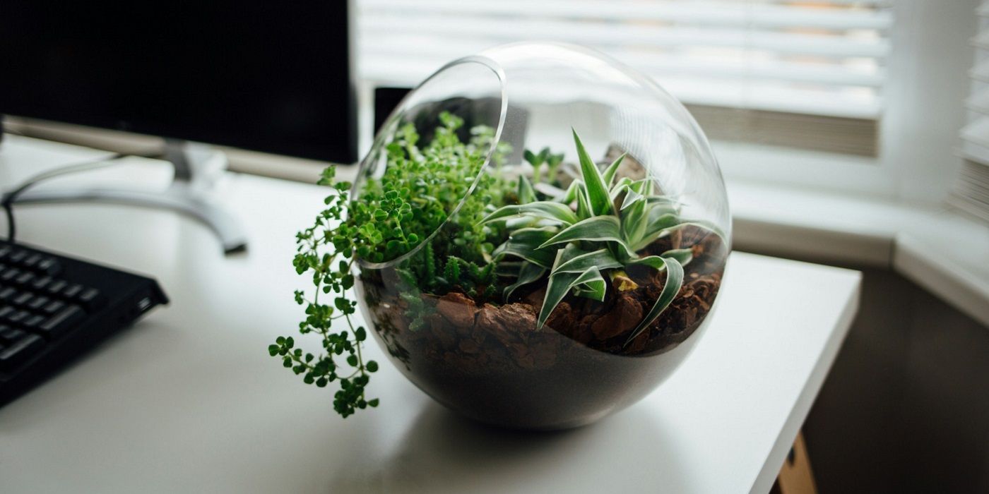 Fish bowl plant terrarium on desk