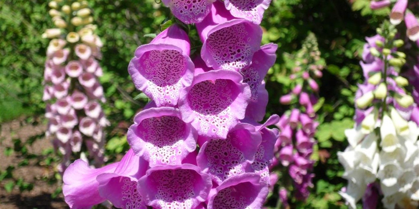 Why You Should Attract Spiders to Your Garden With Plants