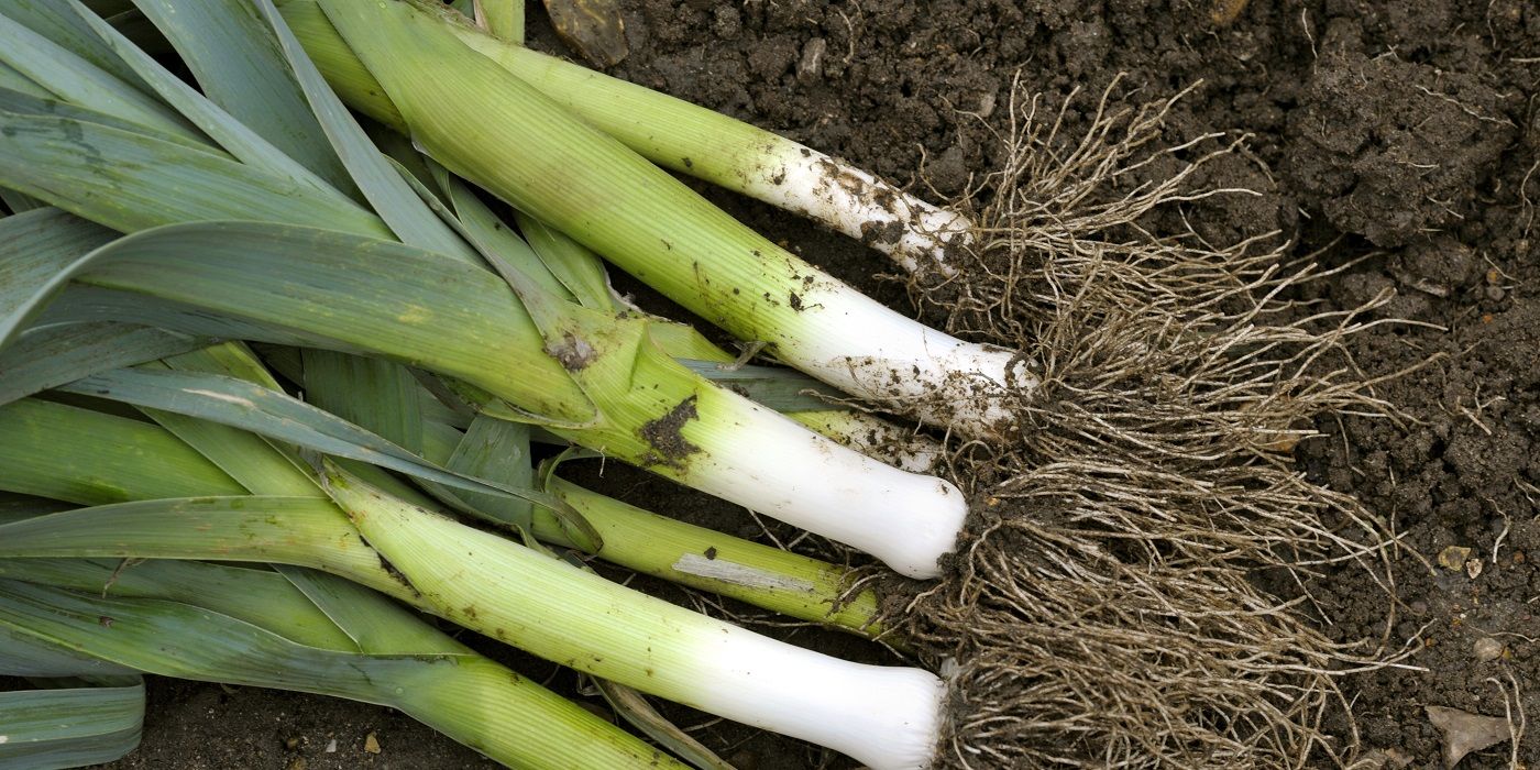 Fresh harvested leeks laying on the ground