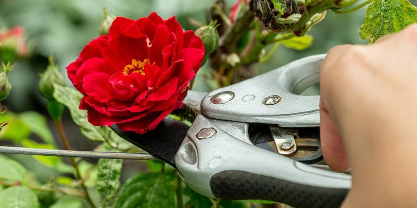 Plant Landscape Roses in Winter to Enjoy Their Blooms Later