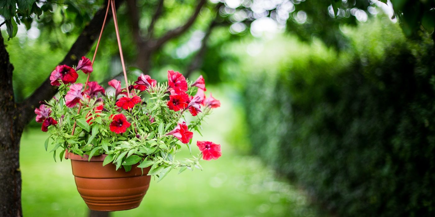 Hanging pot of flowers outside