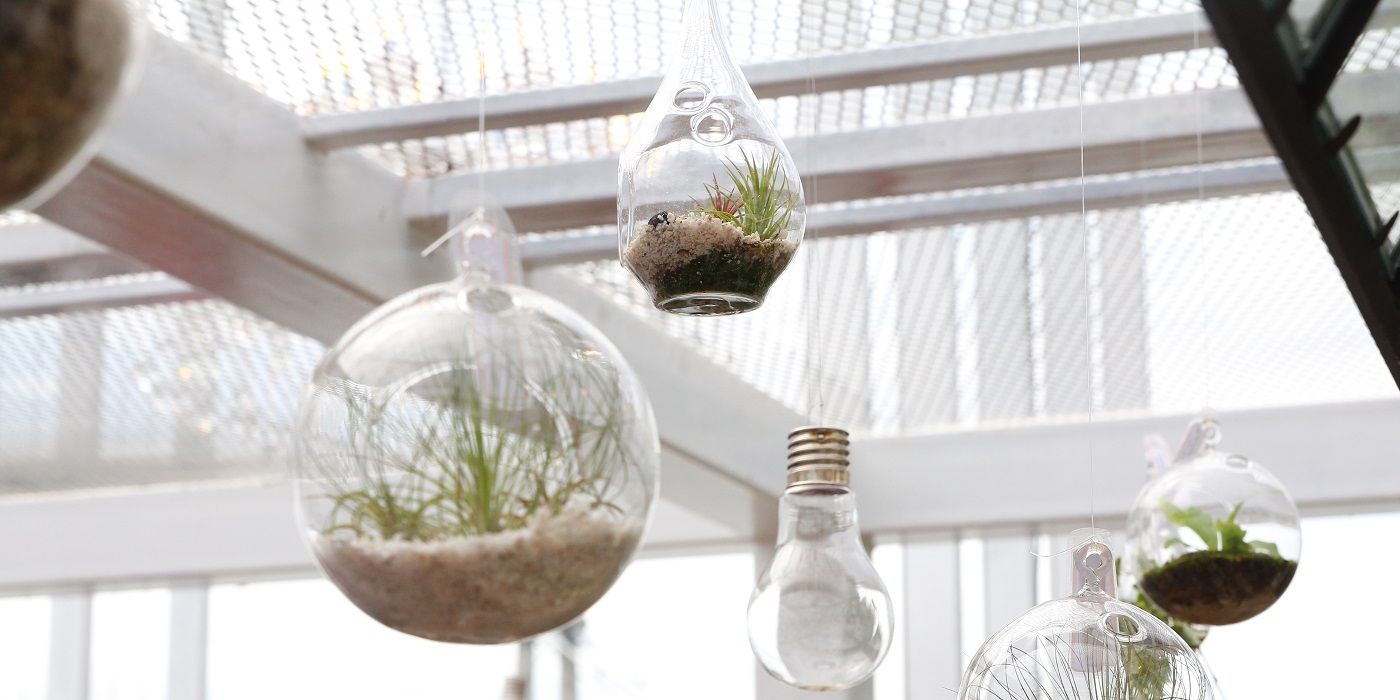 Hanging terrariums in a sunny room