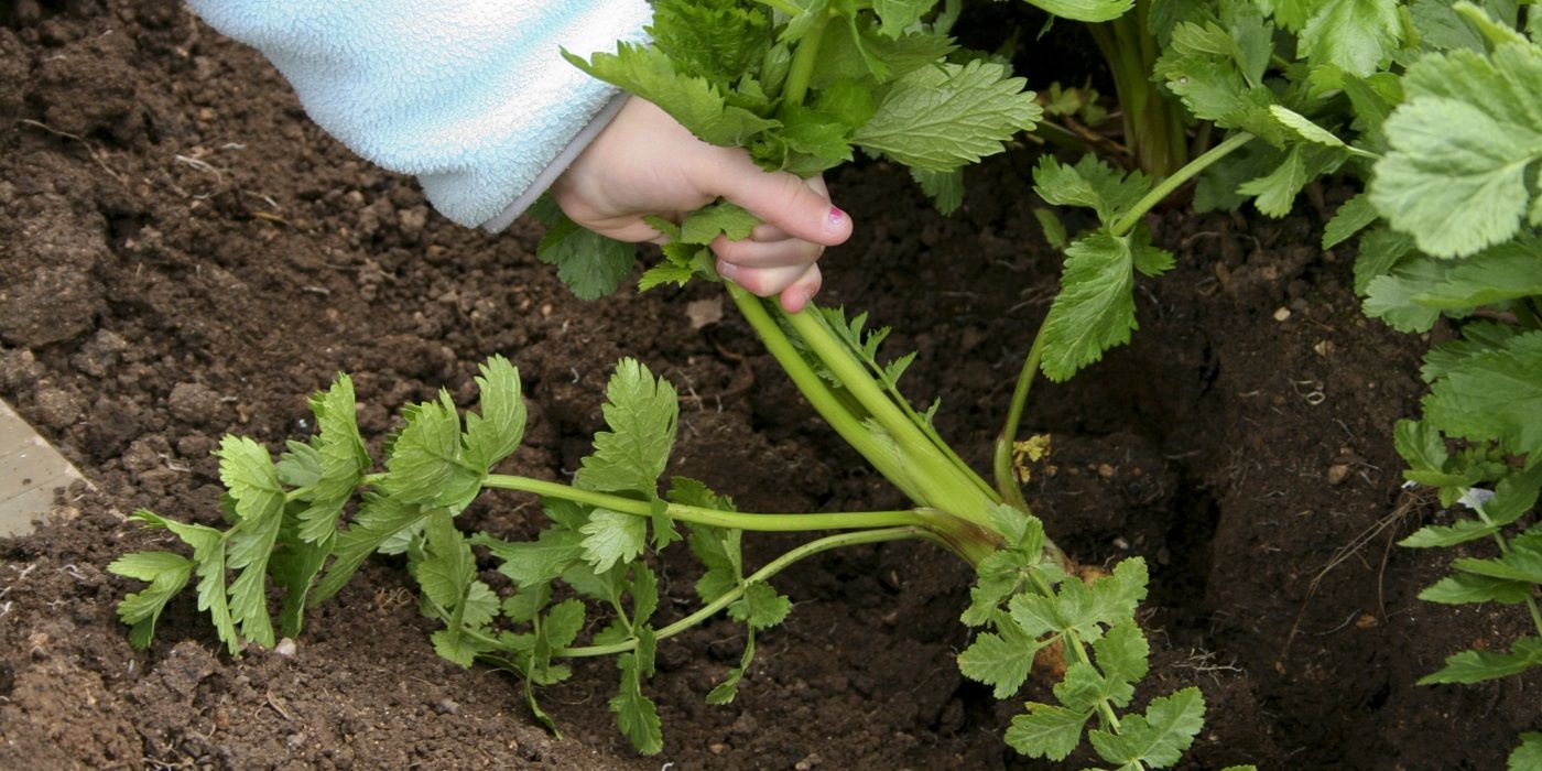 Havesting vegetables in the garden hand pulling up plant