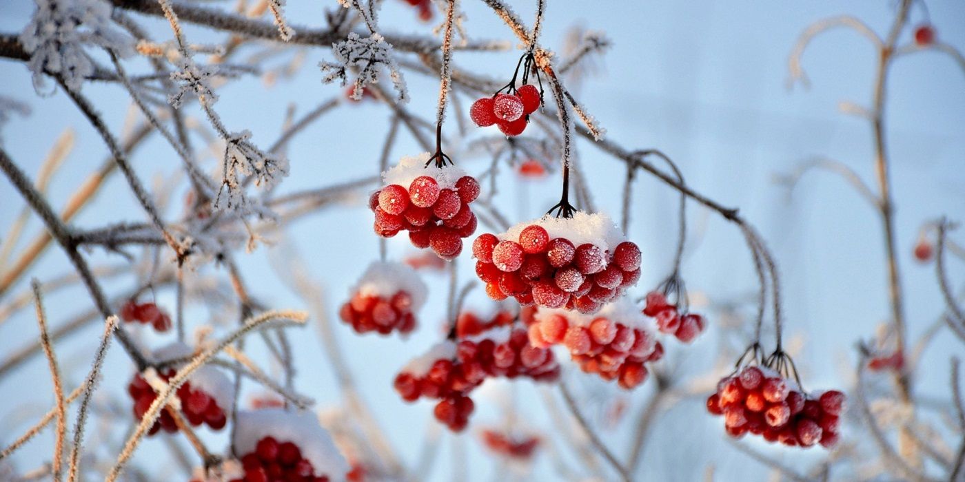 Highbush cranberry growing outside in winter