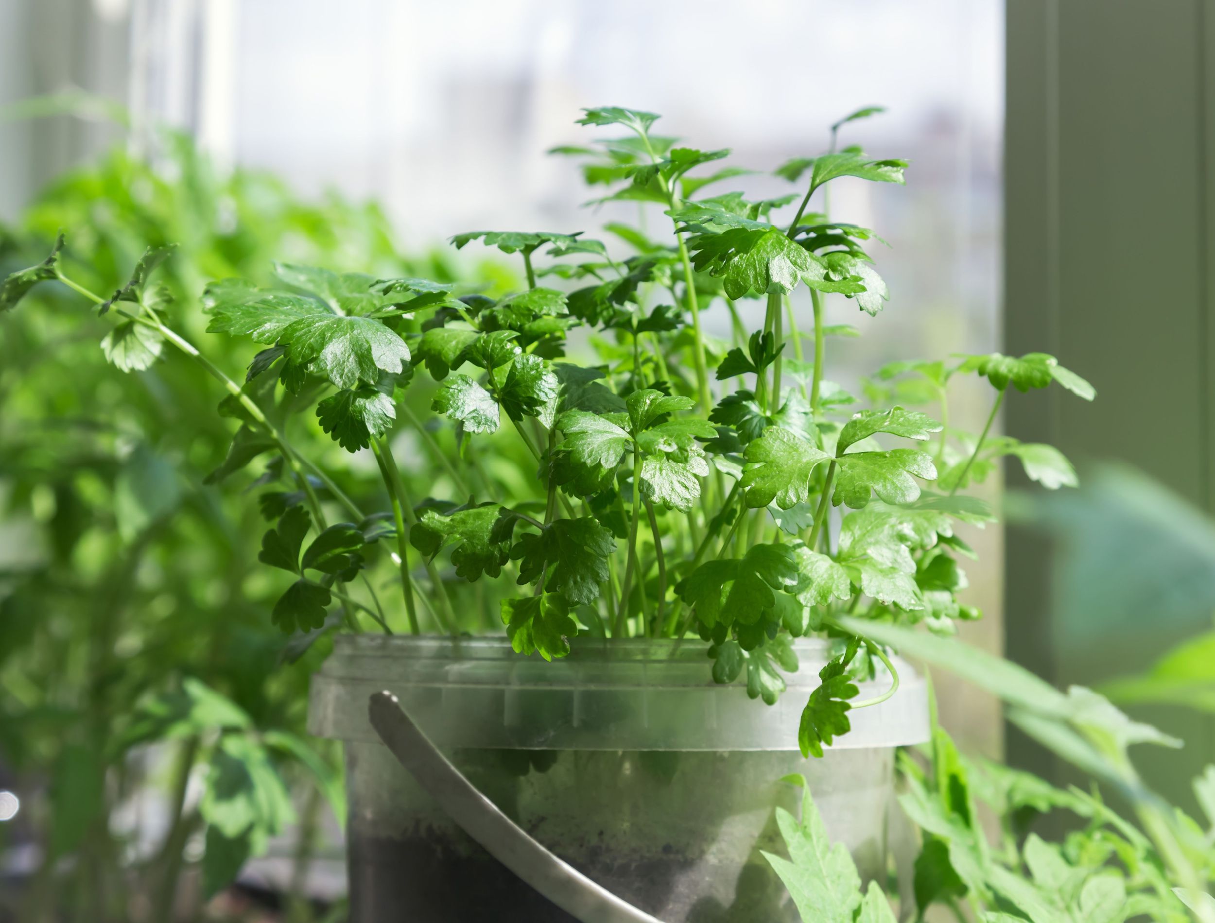 Winter Greens A Guide to Indoor Parsley Gardening