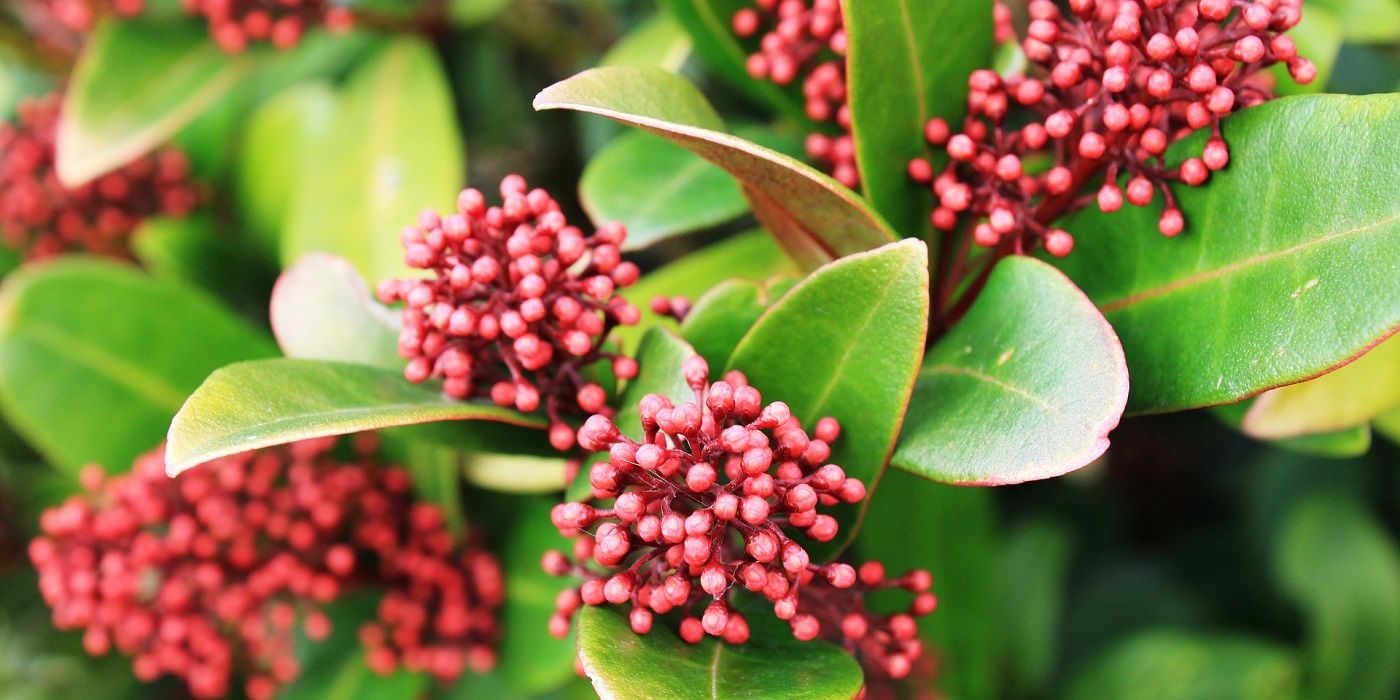Japanese Skimmia plant with berries close up