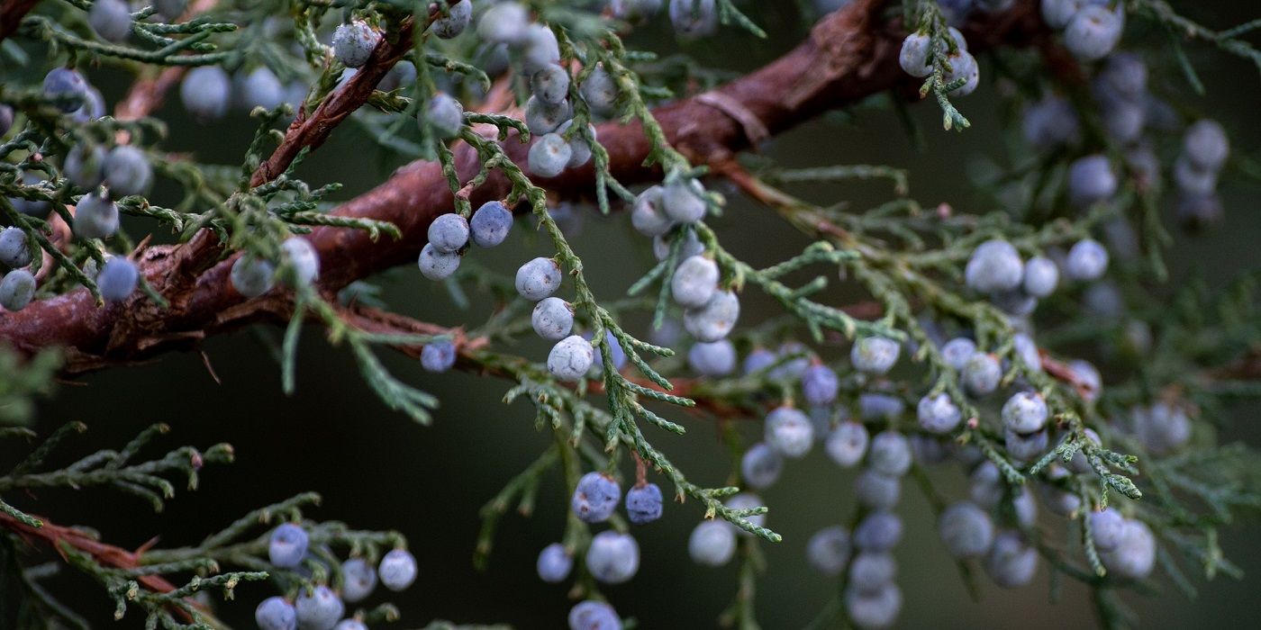 Juniper bush with berries close up