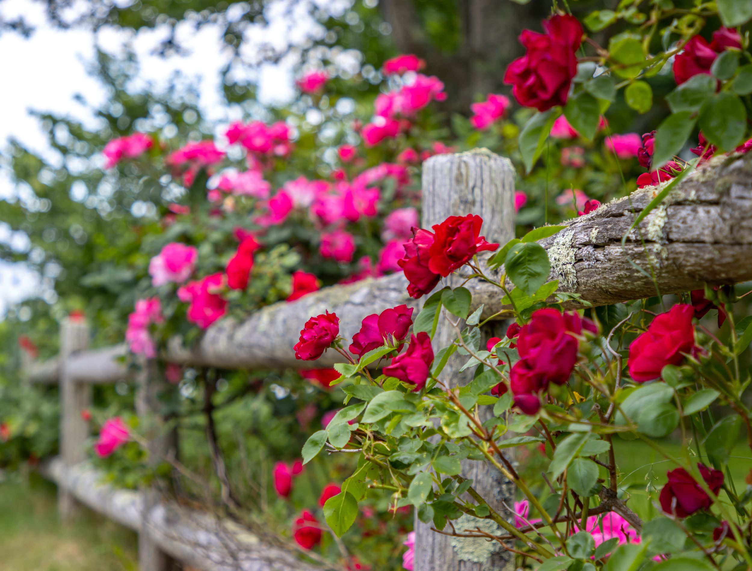 landscape roses surrounding wooden fence