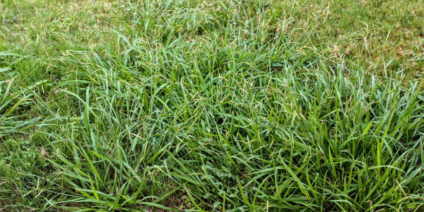 Top Crabgrass Control Methods to Start in February