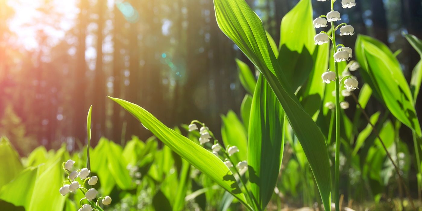 PetFriendly Gardens 5 Toxic Garden Plants to Replace Now