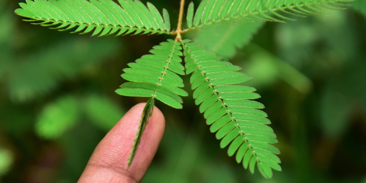 Introducing the Fascinating Mimosa Pudica