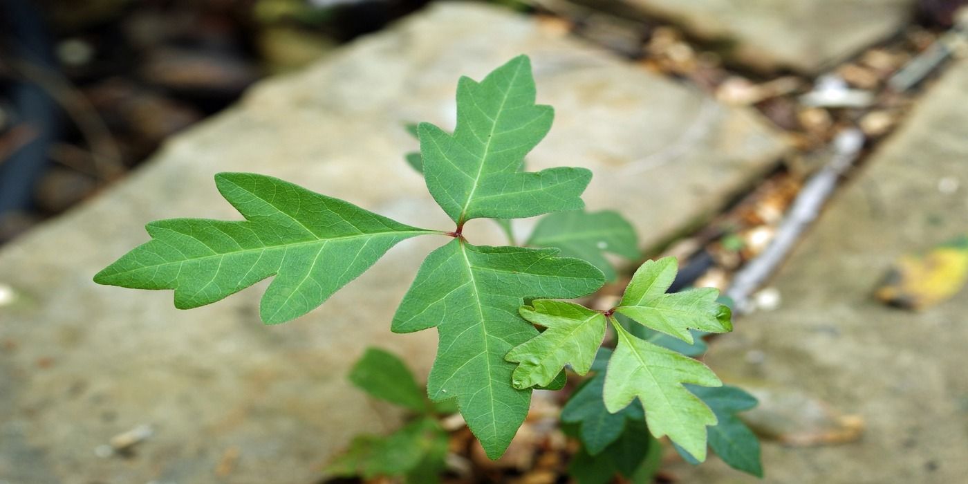 Recognizing Poison Ivy and Staying Safe Outdoors