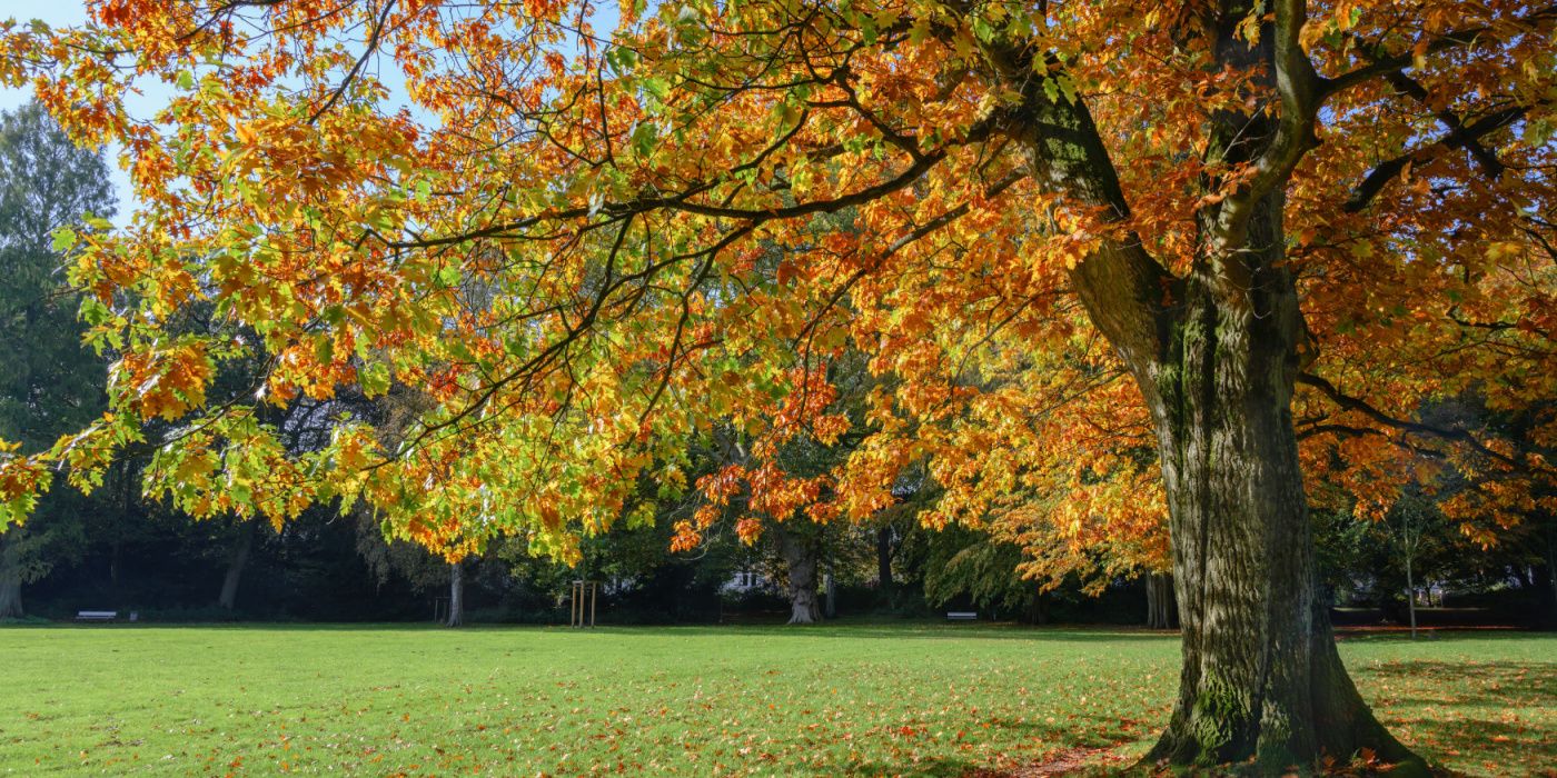 ＊Autumn＊ Vibrant Fall Hues: 6 Plants With the Brightest Seasonal Colors