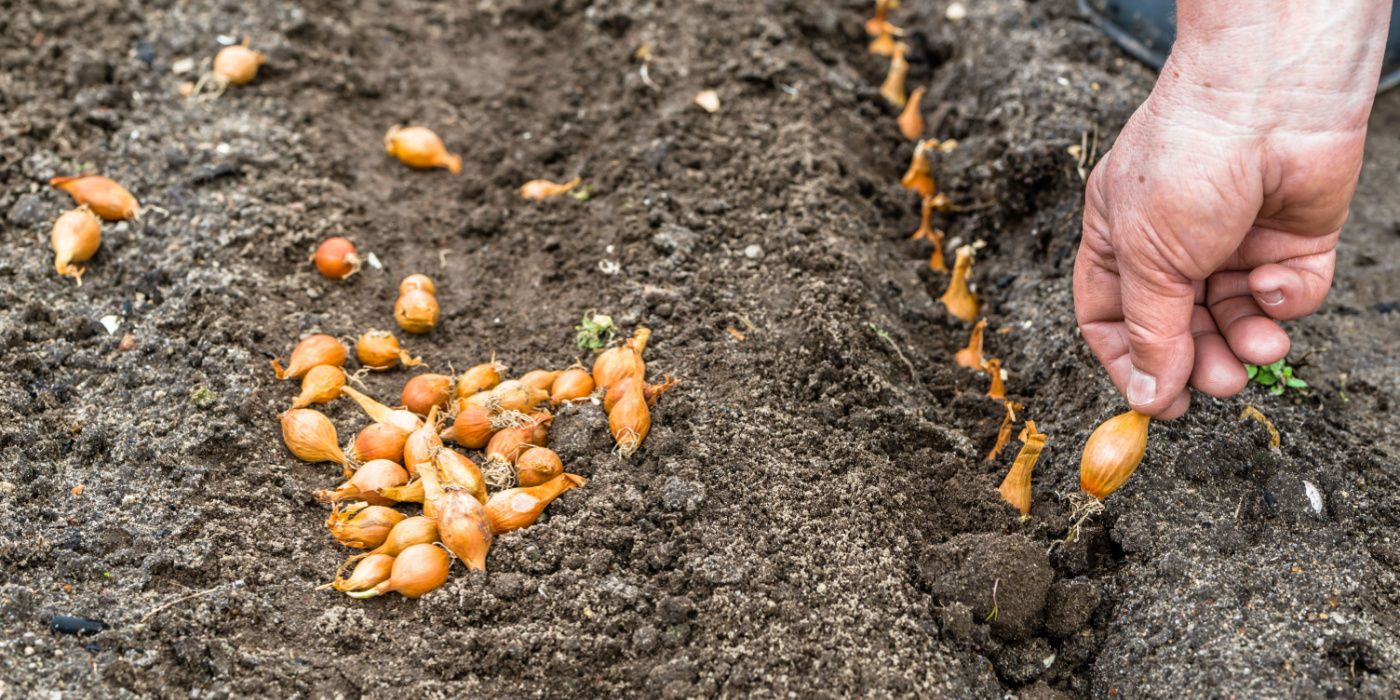 Which is better growing onions from seed or set 