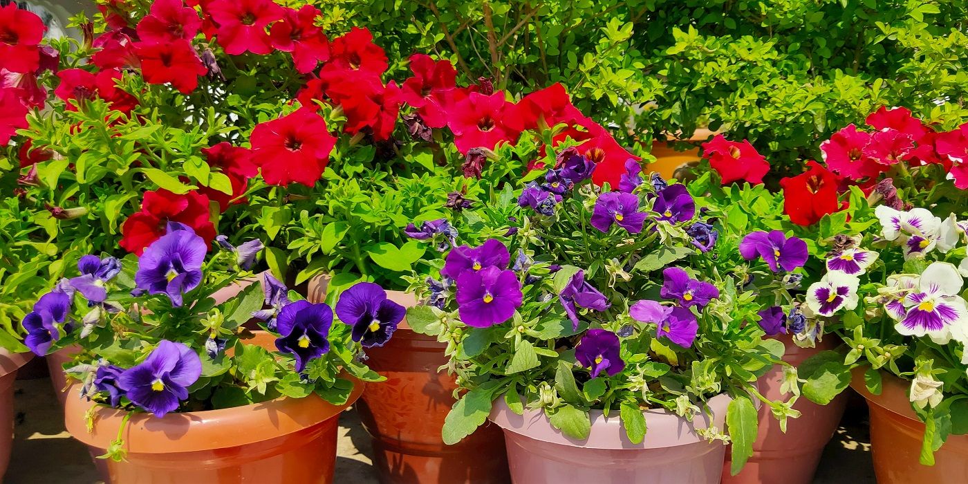 Plant These Early Blooming Spring Flowers Now