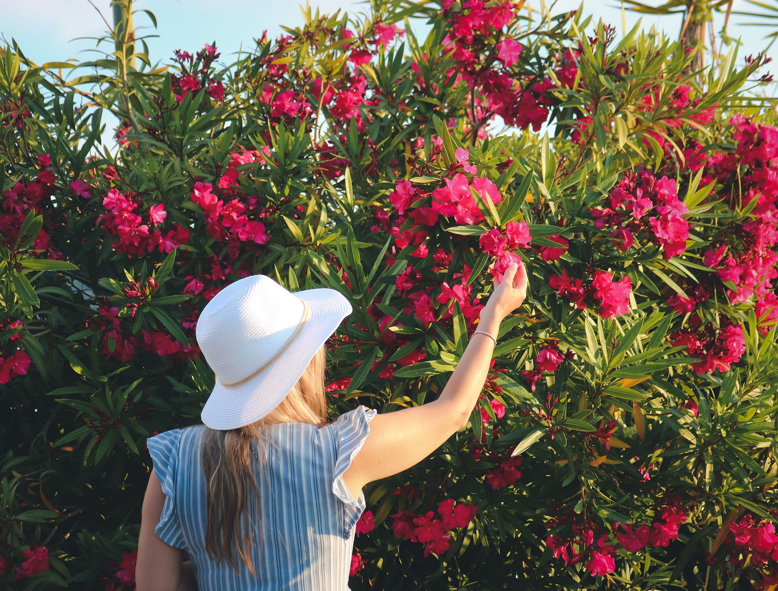 Person standing in front of azalea bush