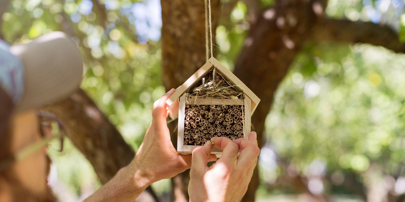 How to Craft a Year-Round Bee-Friendly Garden Oasis