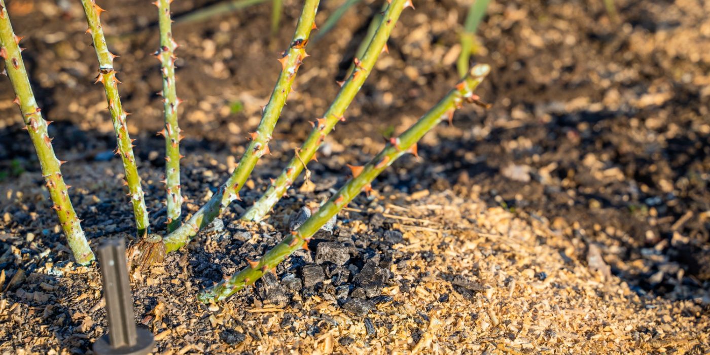 Why You Should Plant Bare-root Roses This Winter