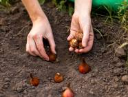 Spring Bulbs 10 Mistakes To Avoid When You Plant Spring Bulbs