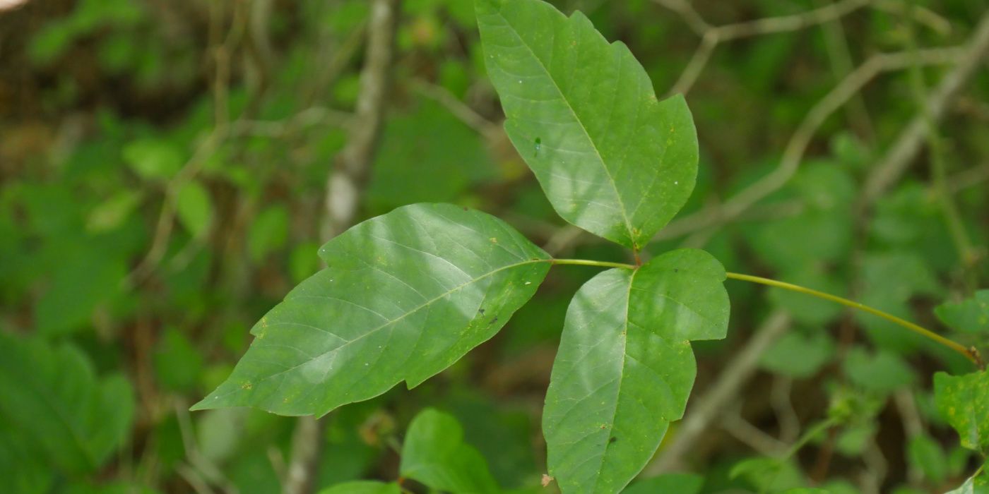 Can you find poison ivy via app 