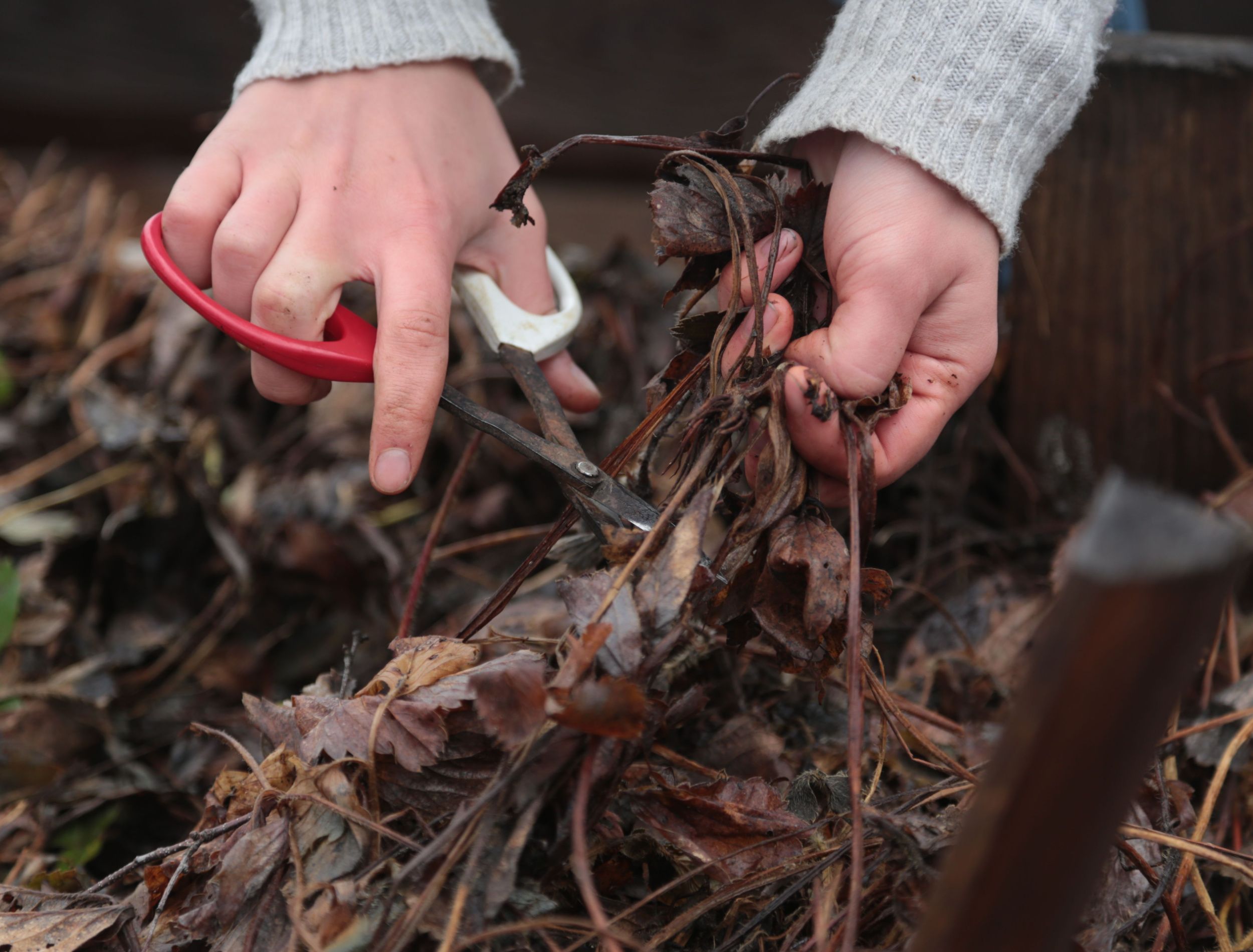 removing dead plants in winter for a new start in spring 