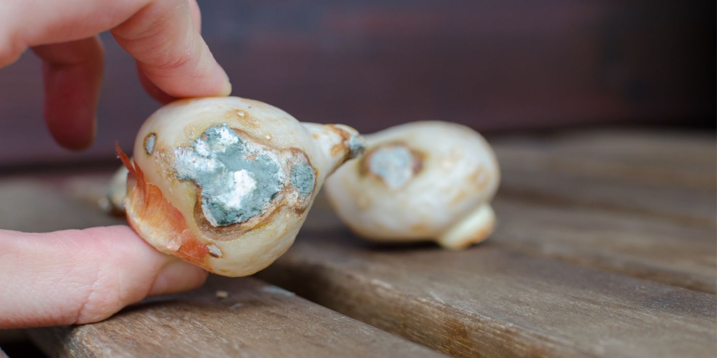 Rotten Spring Spring Bulbs: 10 Mistakes to Avoid When You Plant Spring Bulbs