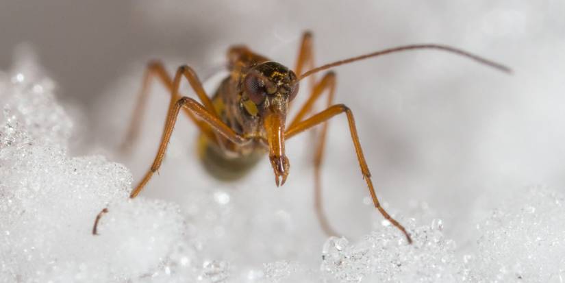 December Insect Icy Intruders: 6 Strange Cold Weather Insects to Watch Out For