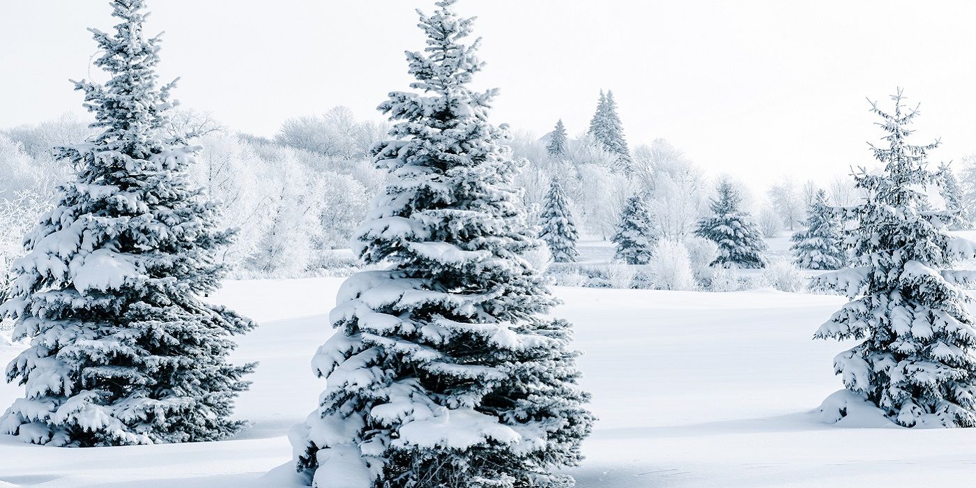 Snowy trees in a winter landscape