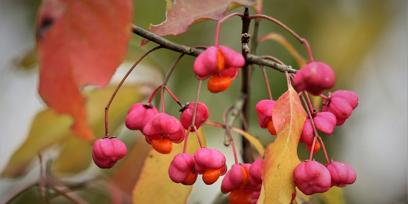 Spindle tree with berries close up