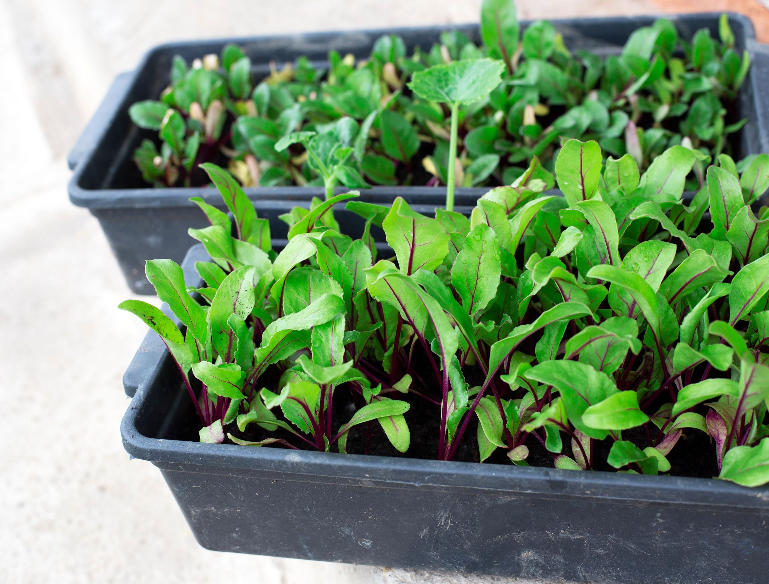 sprouting beets growing in containers