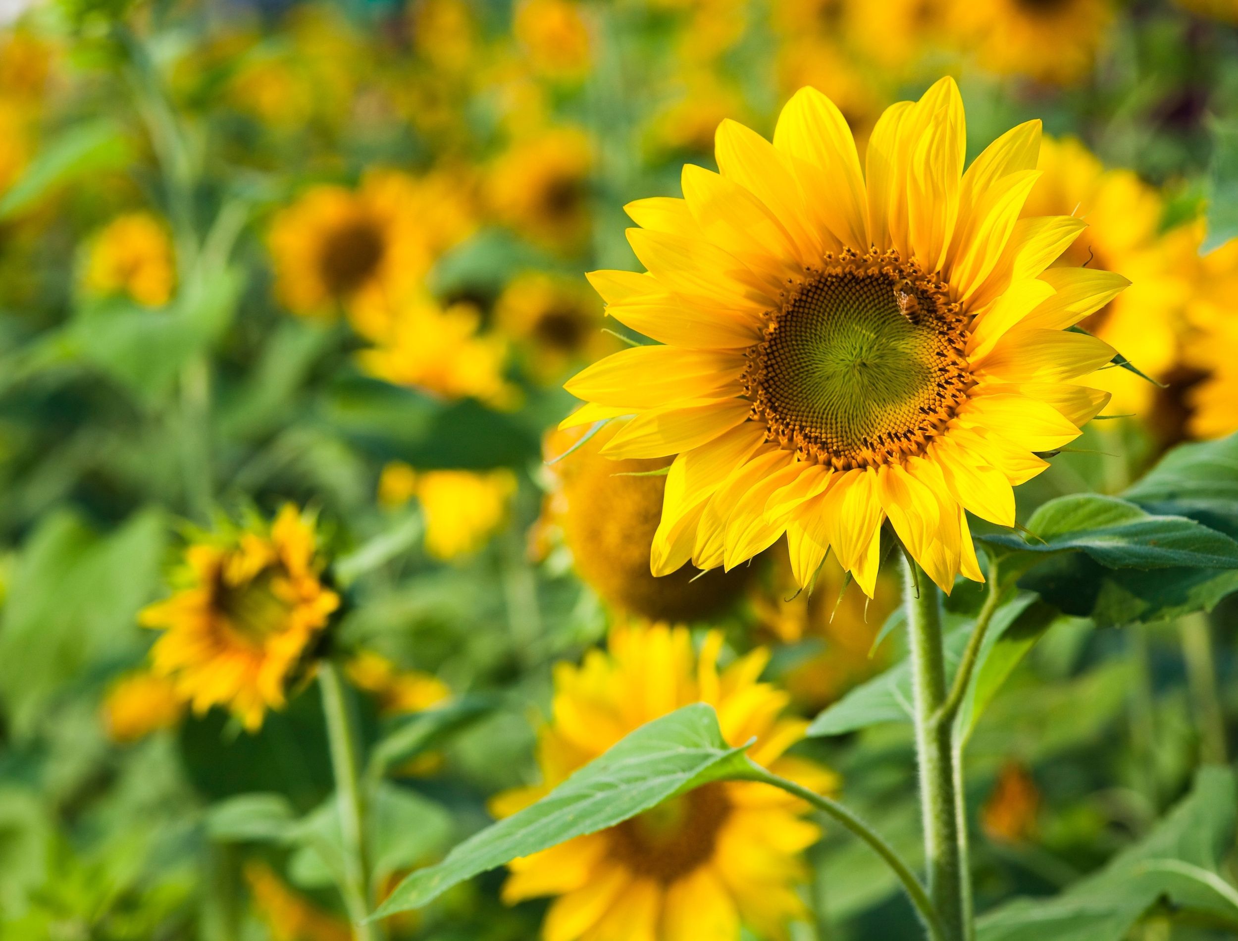 SelfPollinating Flowers What Are They and How do They Work?