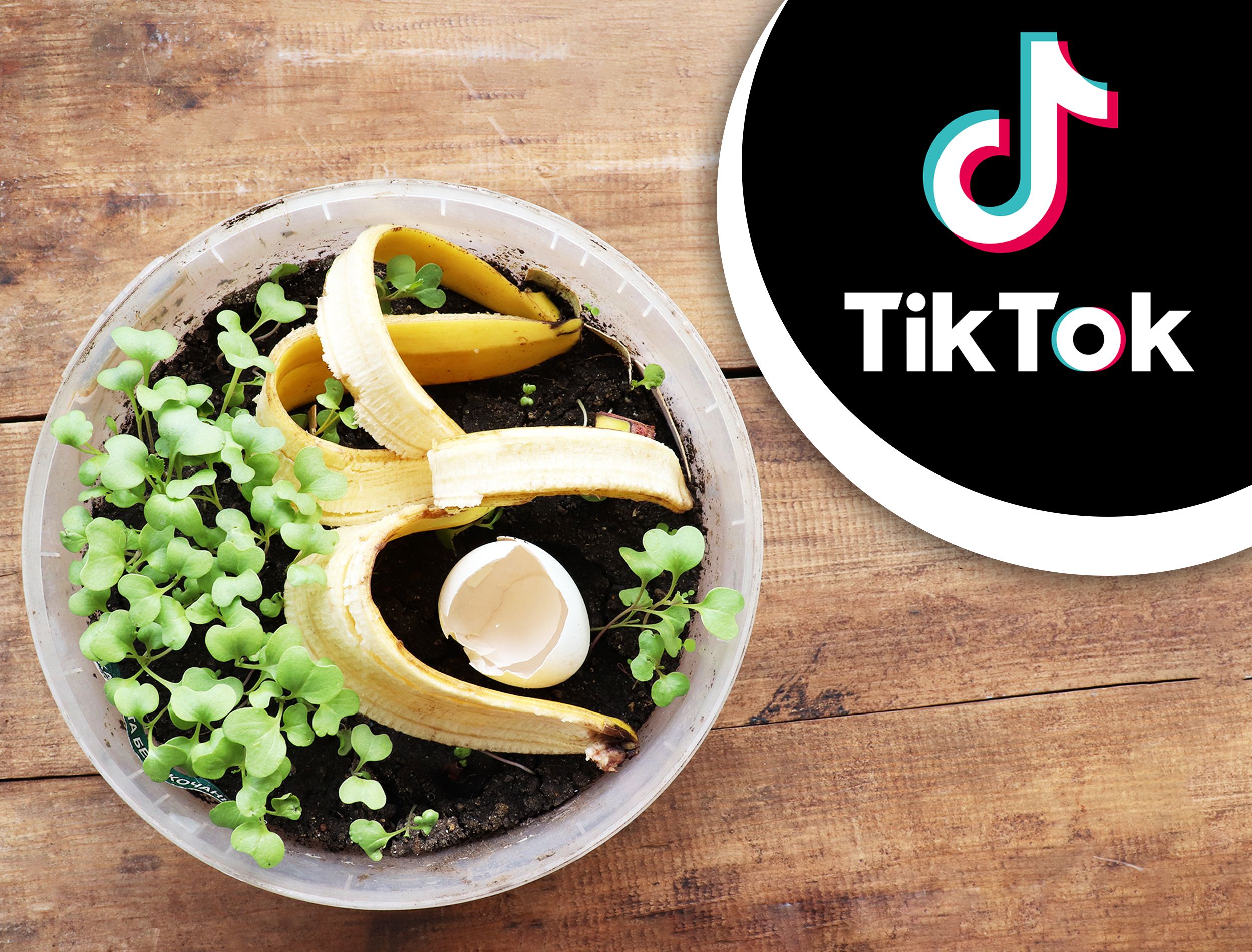 "Just Follow Me": Debunking The TikTok Myth