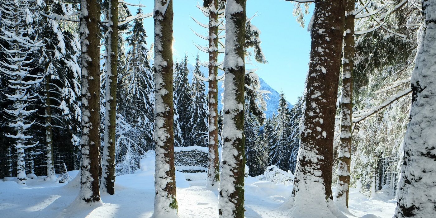Tree trunks in a snow covered landscape