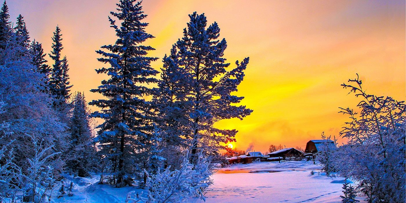 Trees in a snowy landscape during sunset