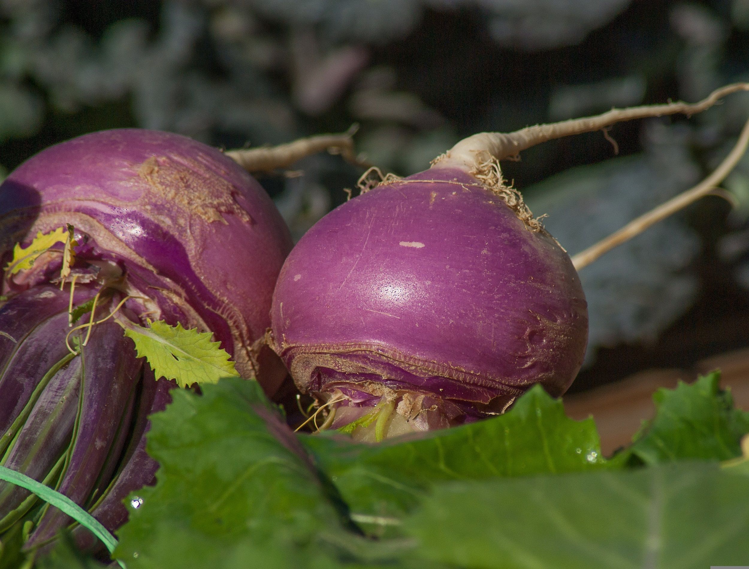 Turnips growing outside