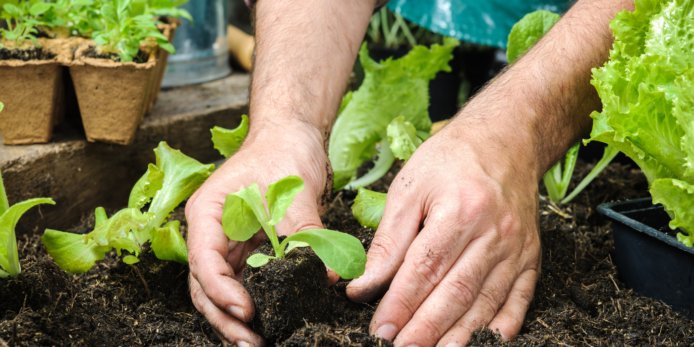 When Plants Fail 7 Gardening Tips for a Healthy Comeback