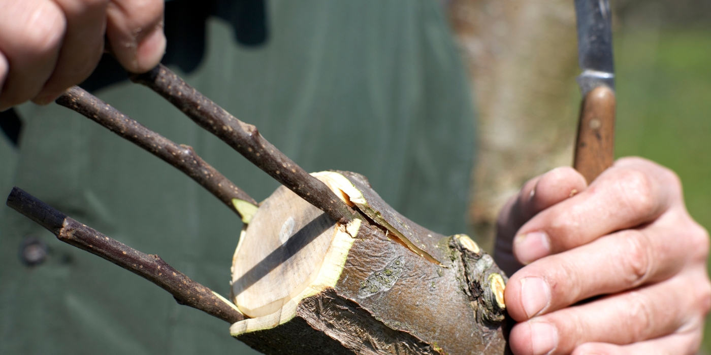 Grafting Fruit Trees As Part Of Your Winter Landscaping Projects grafting-fruit-trees-as-part-of-your-winter-landscaping-projects