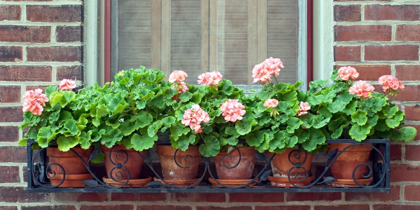 Window box with potted geraniums