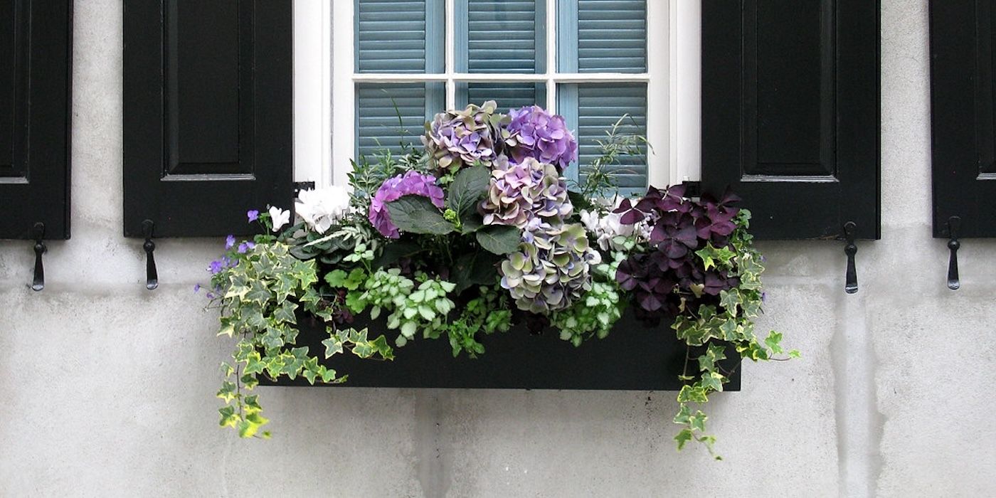 A Renters' Guide to Temporary Landscaping
