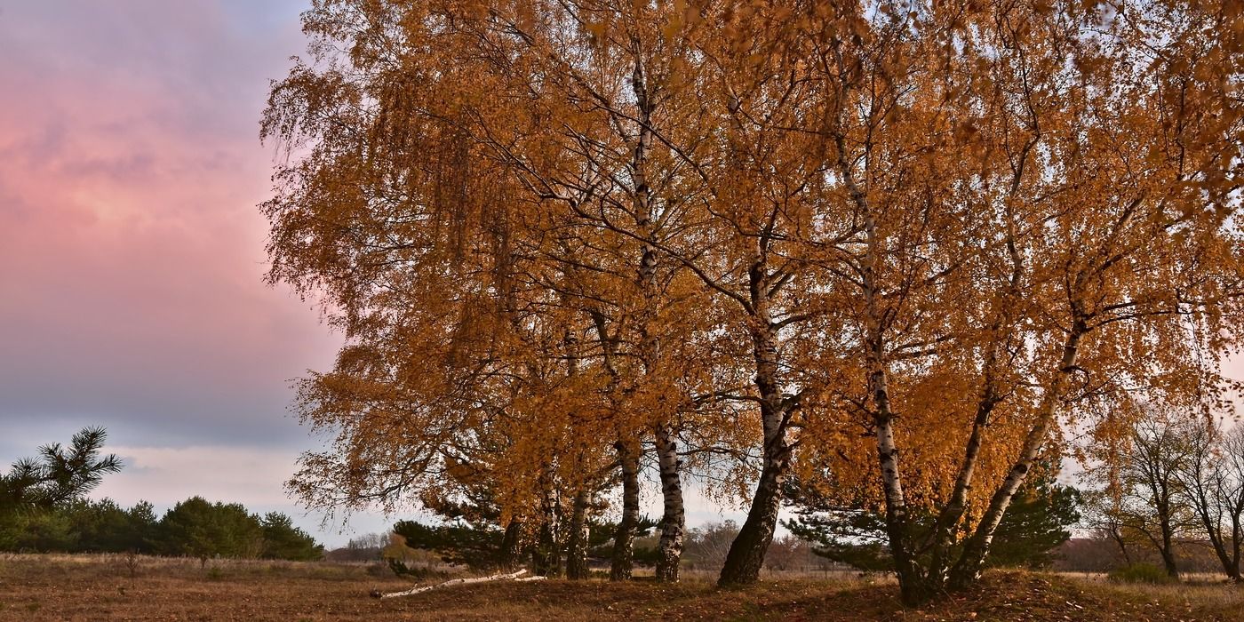 Battling Invasive Tree Roots to Protect Your Plumbing