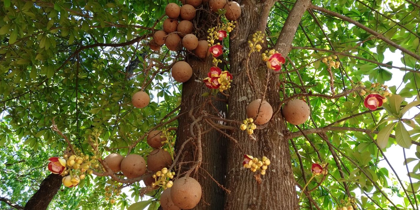 Springtime Orchard: 8 Nut Trees Perfect For March Planting