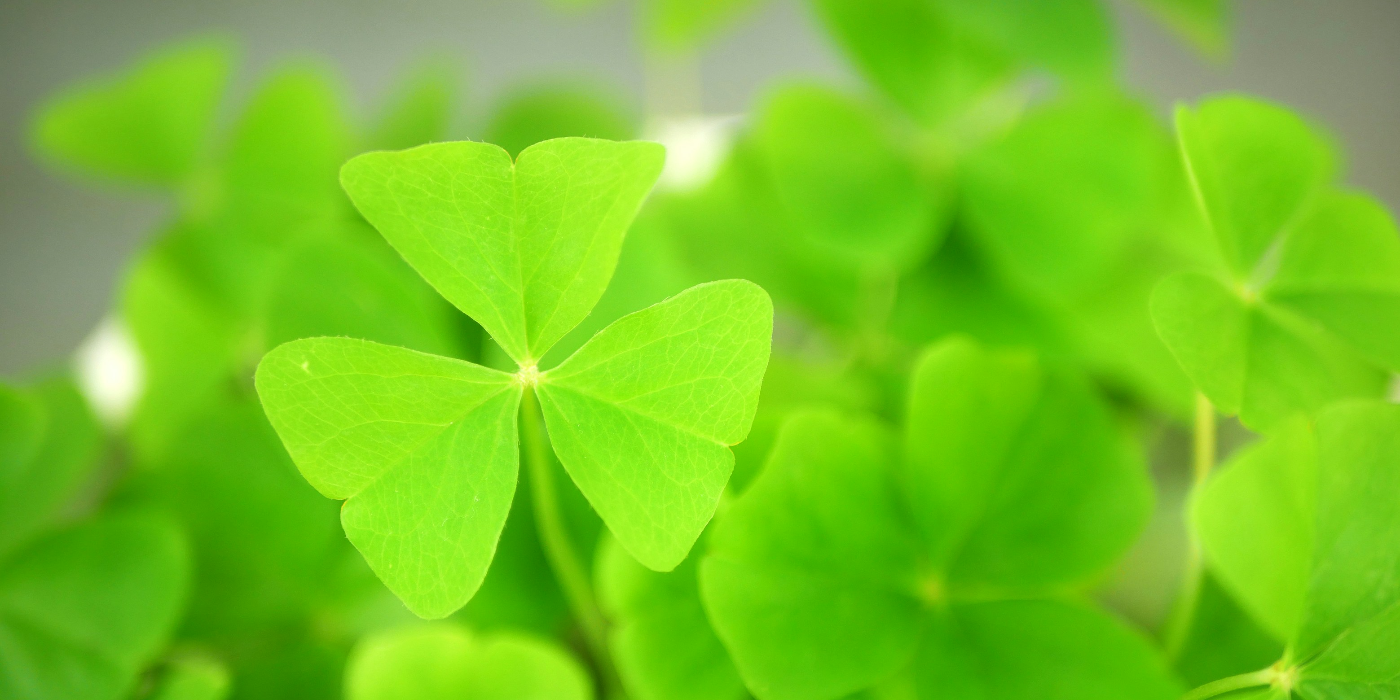 Why Shamrocks Rule St Patrick #39 s Day: Unraveling the Mystery