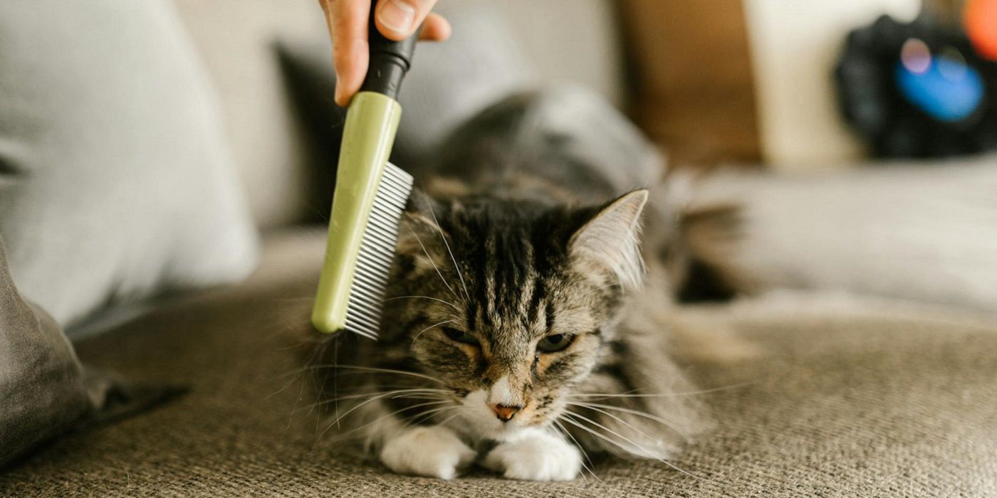 Brushing a cat with long hair