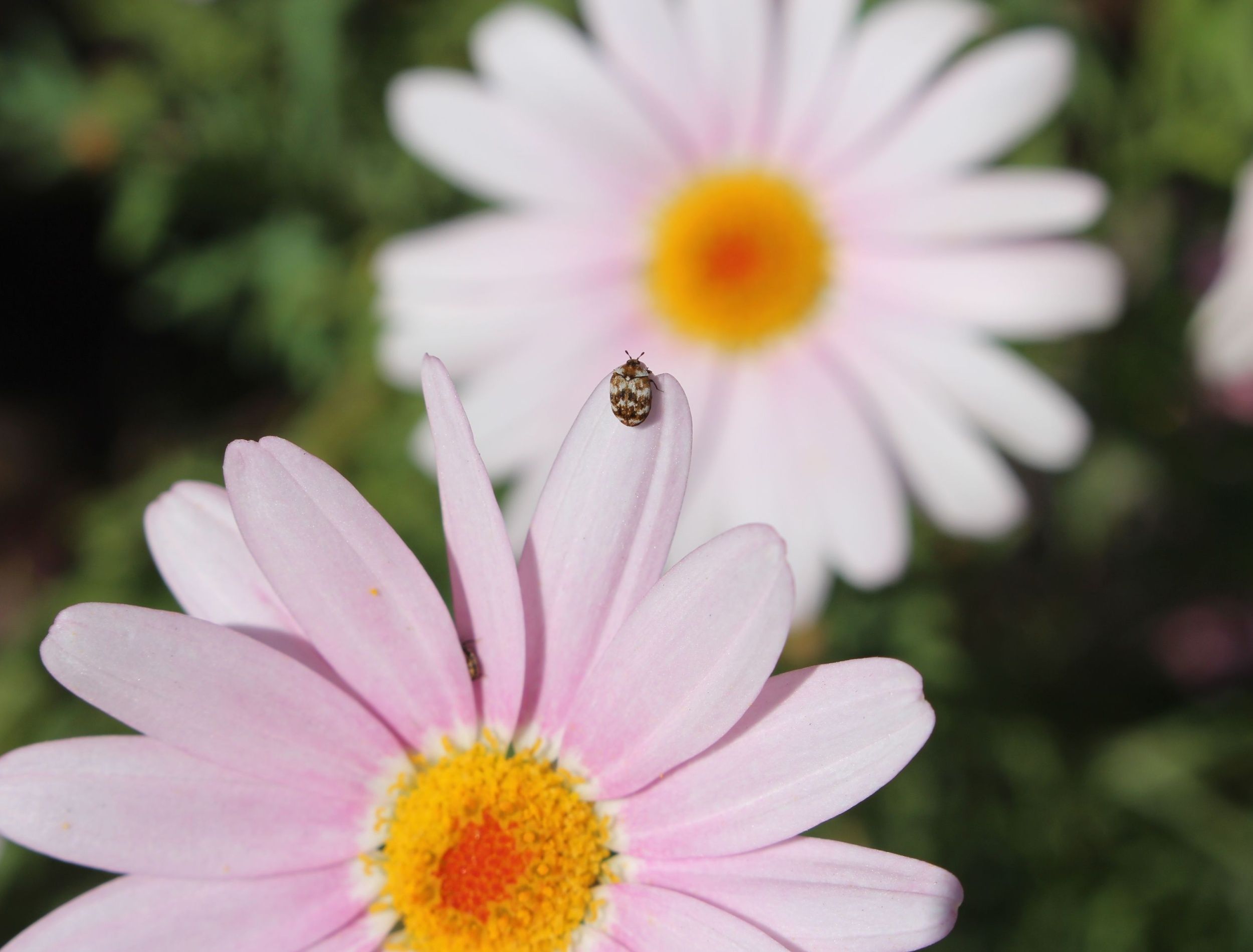 carpet beetle sitting on flower