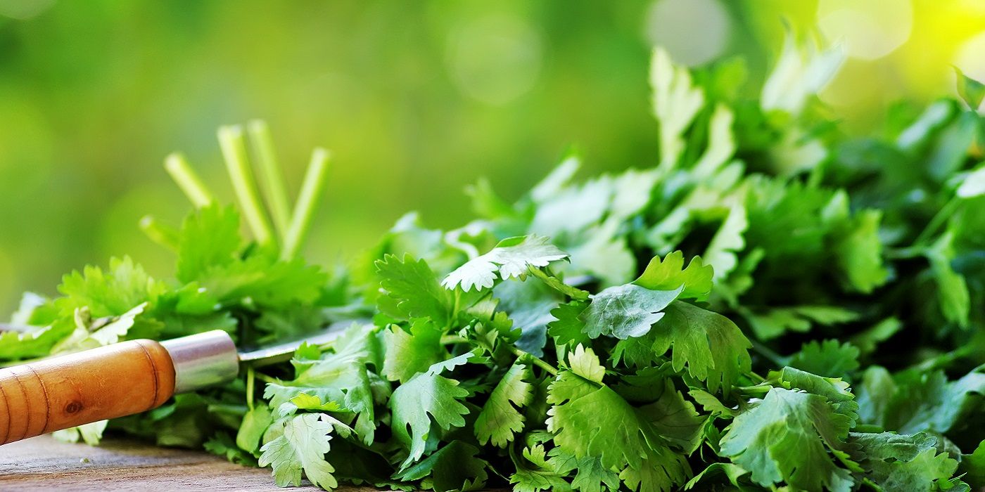 Cilantro  freshly harvested on a wooden table